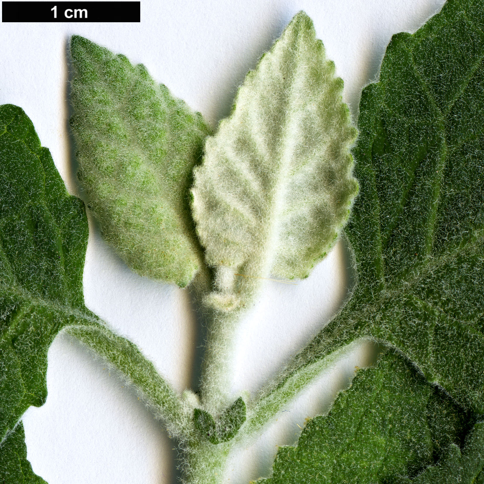 High resolution image: Family: Scrophulariaceae - Genus: Buddleja - Taxon: dysophylla