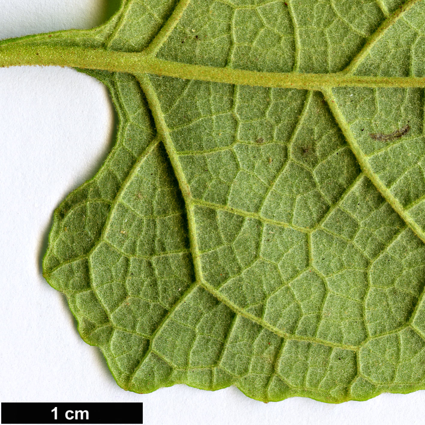 High resolution image: Family: Scrophulariaceae - Genus: Buddleja - Taxon: dysophylla