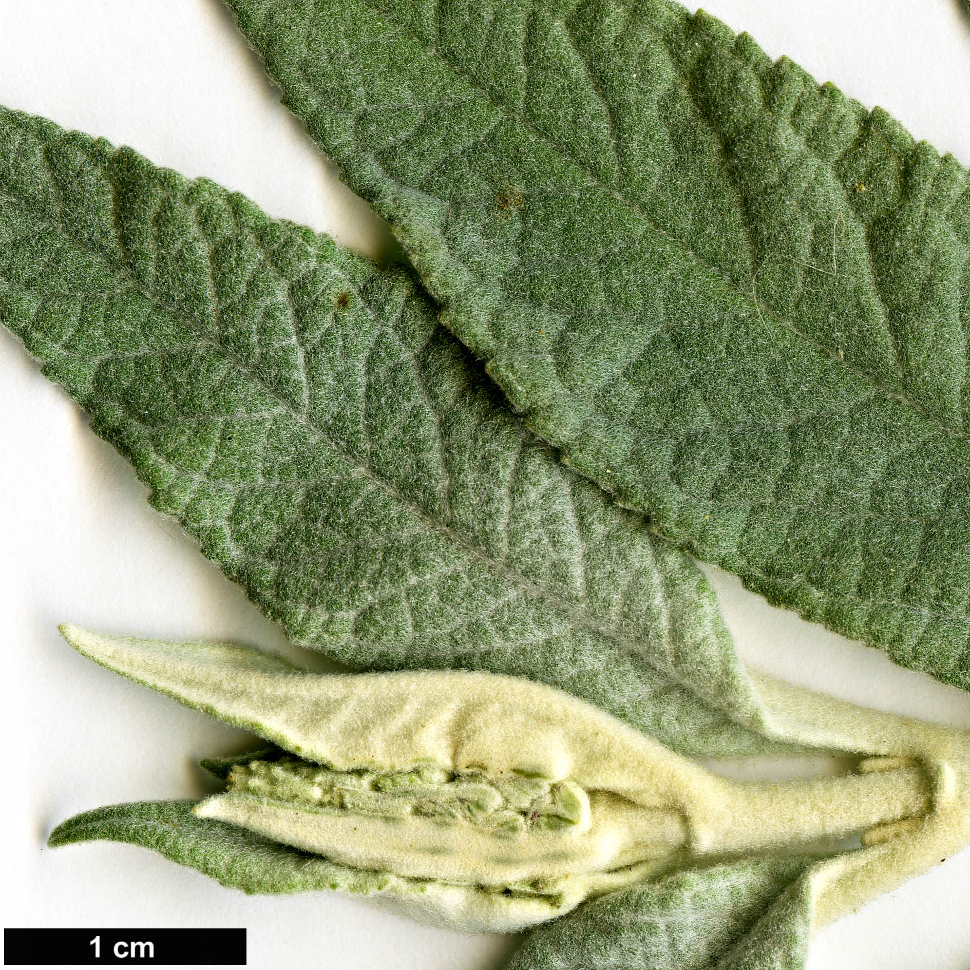 High resolution image: Family: Scrophulariaceae - Genus: Buddleja - Taxon: fallowiana