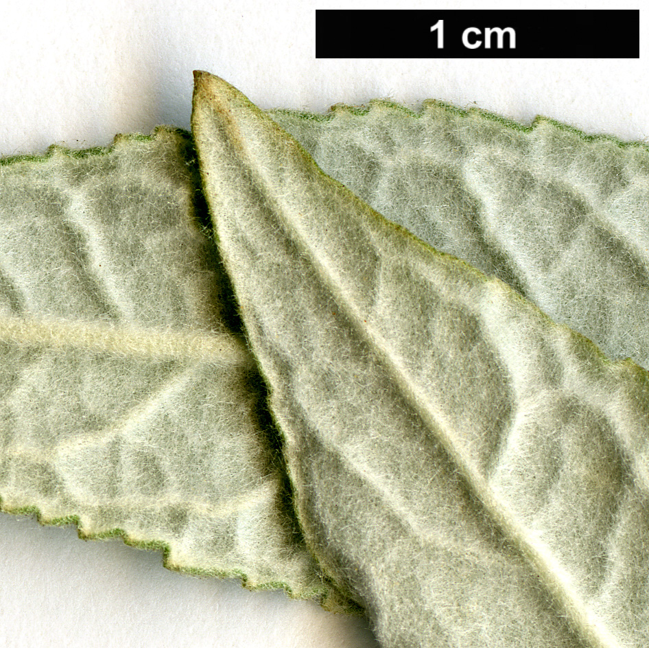 High resolution image: Family: Scrophulariaceae - Genus: Buddleja - Taxon: fallowiana
