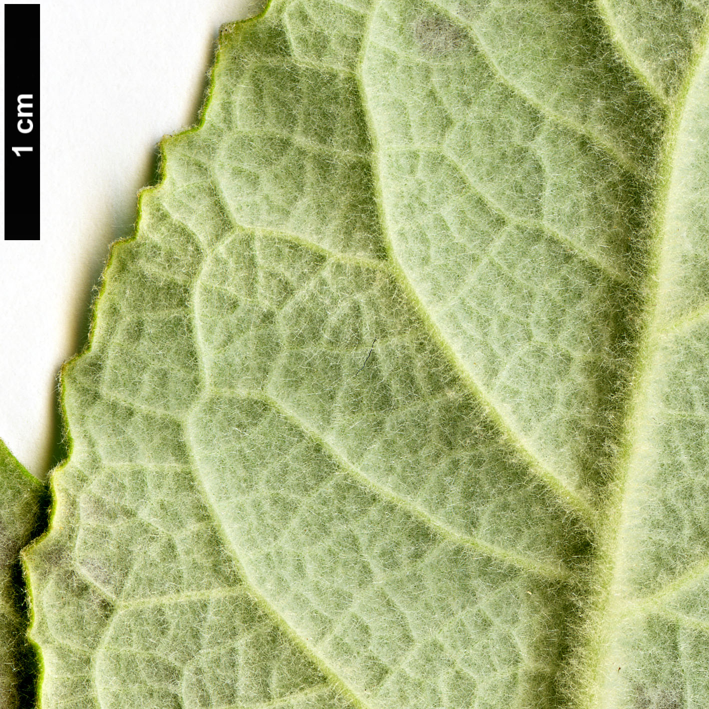 High resolution image: Family: Scrophulariaceae - Genus: Buddleja - Taxon: farreri