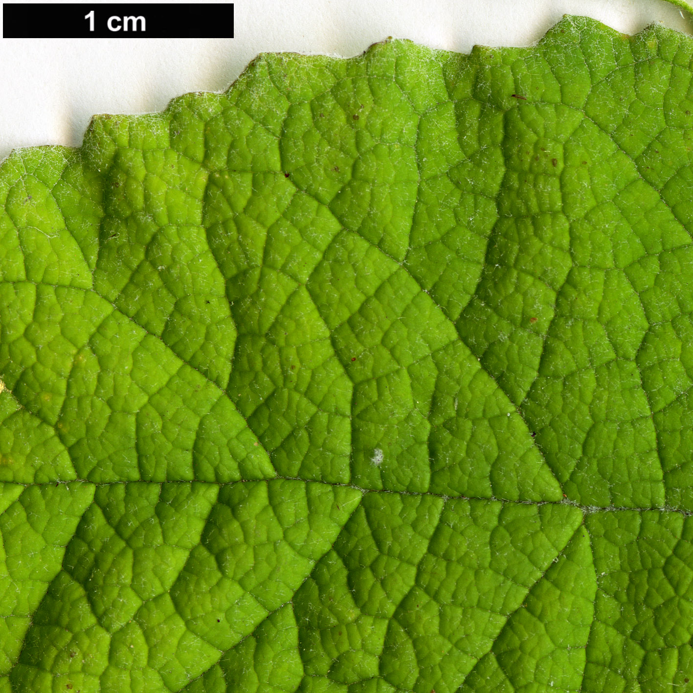 High resolution image: Family: Scrophulariaceae - Genus: Buddleja - Taxon: farreri