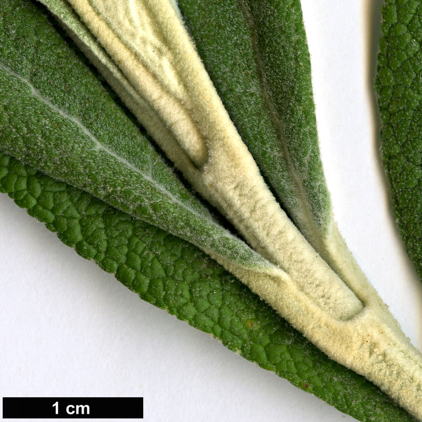 High resolution image: Family: Scrophulariaceae - Genus: Buddleja - Taxon: globosa