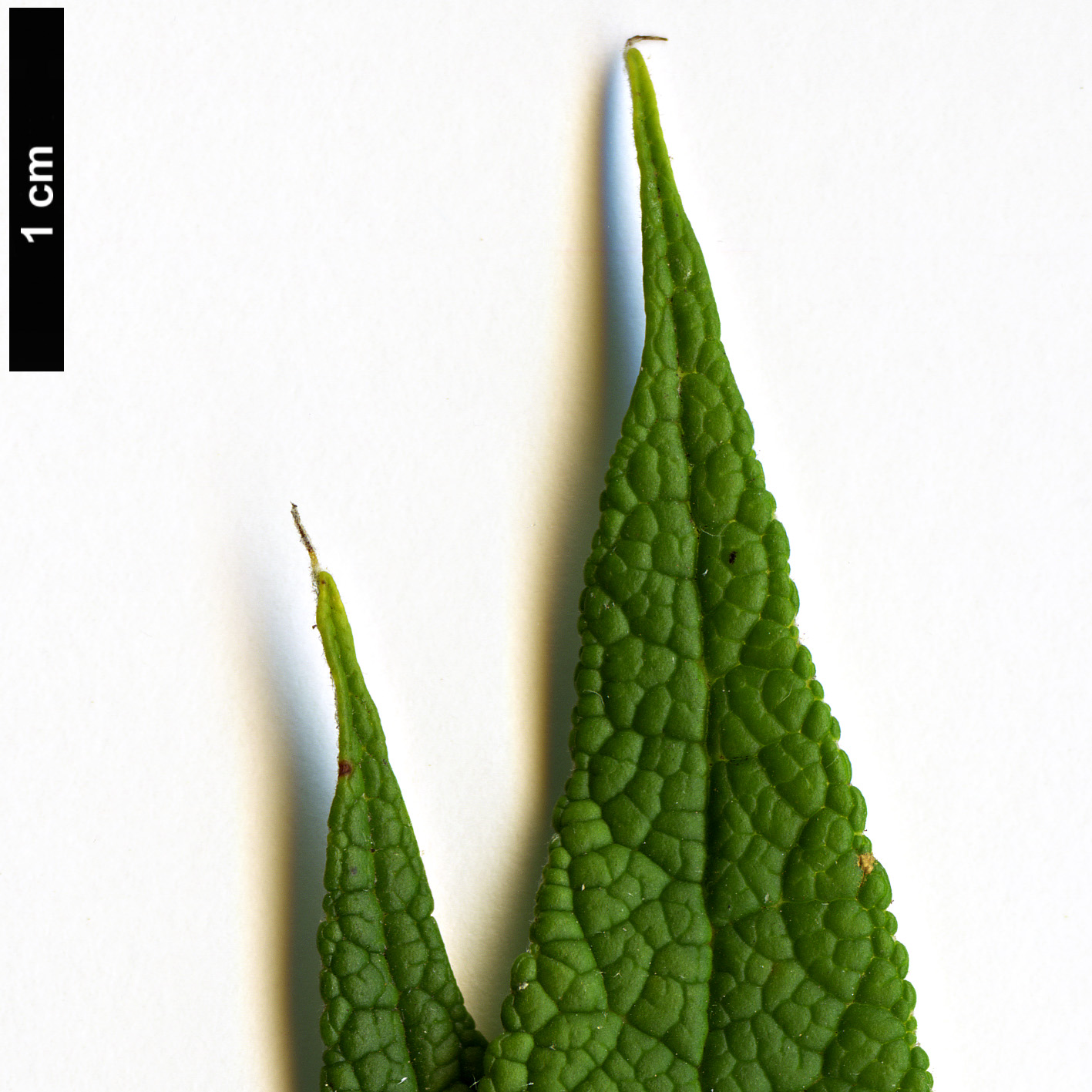 High resolution image: Family: Scrophulariaceae - Genus: Buddleja - Taxon: globosa