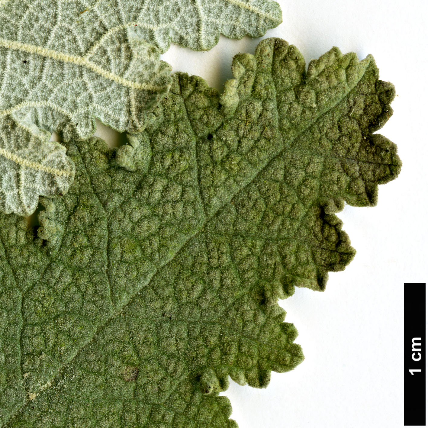 High resolution image: Family: Scrophulariaceae - Genus: Buddleja - Taxon: glomerata