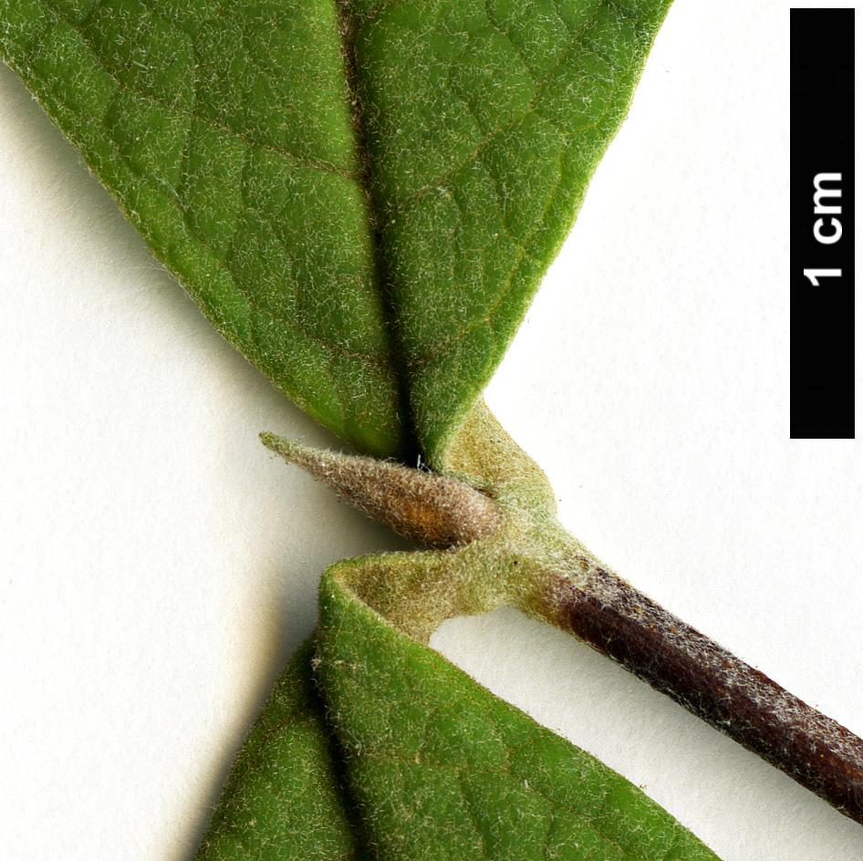 High resolution image: Family: Scrophulariaceae - Genus: Buddleja - Taxon: heliophila