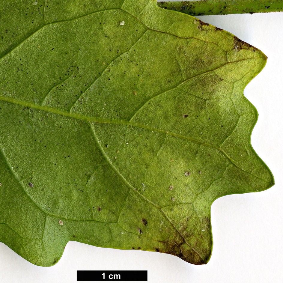 High resolution image: Family: Scrophulariaceae - Genus: Buddleja - Taxon: indica