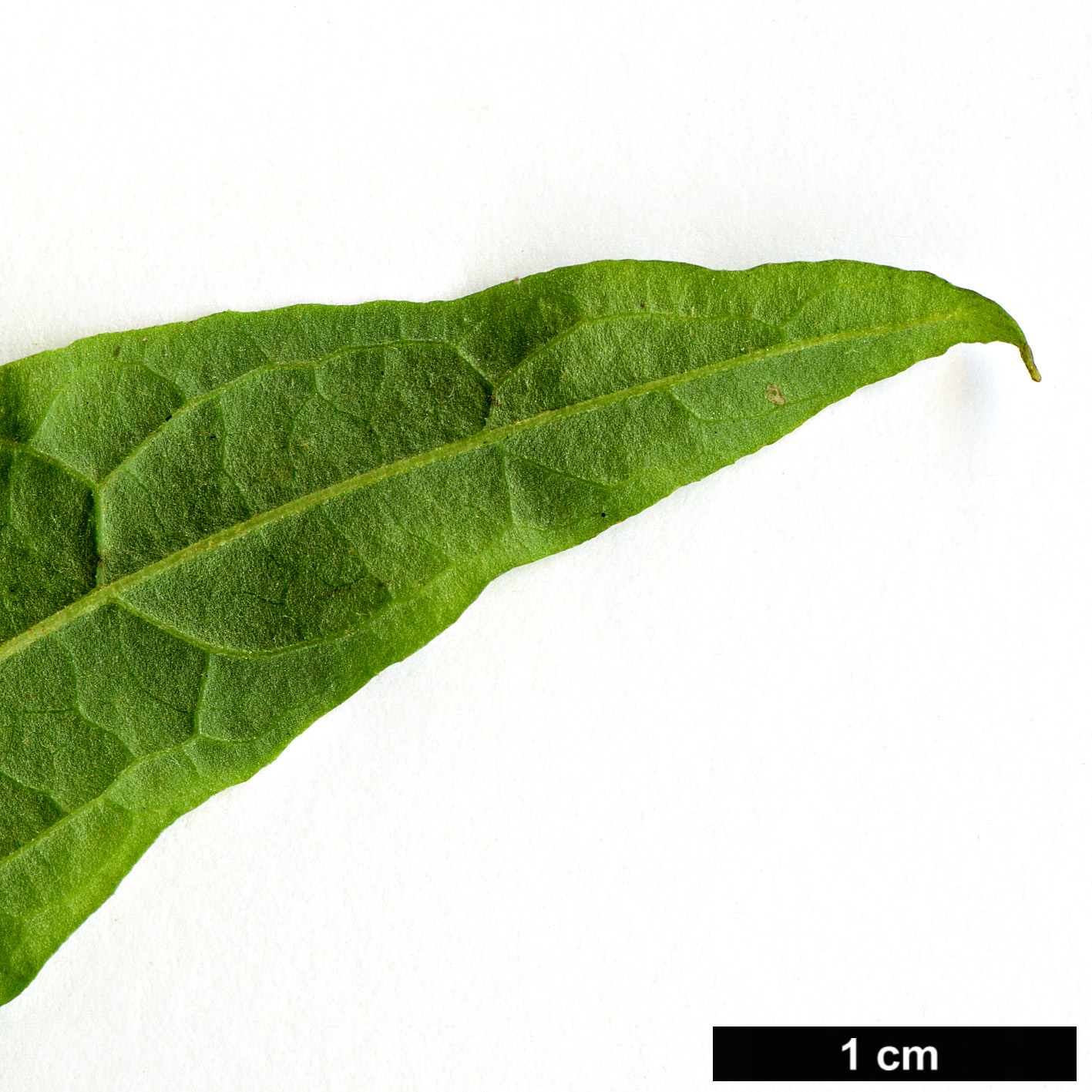 High resolution image: Family: Scrophulariaceae - Genus: Buddleja - Taxon: japonica