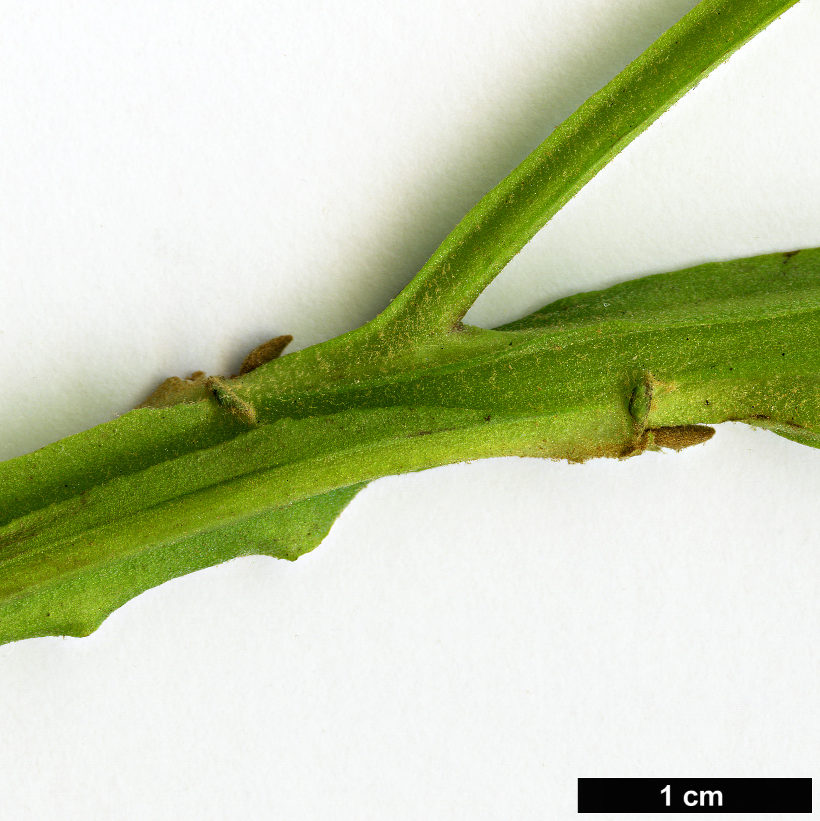 High resolution image: Family: Scrophulariaceae - Genus: Buddleja - Taxon: japonica
