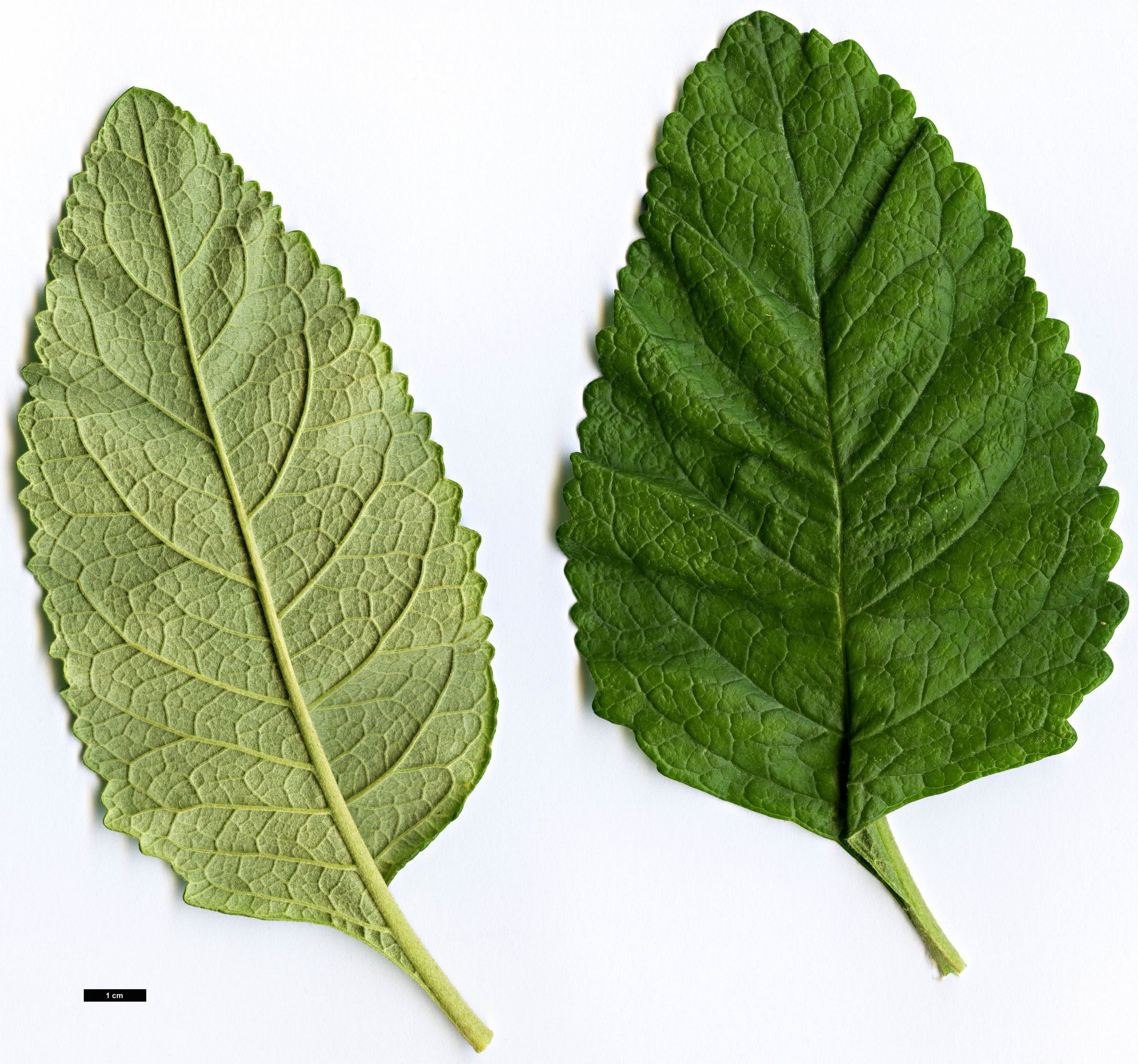 High resolution image: Family: Scrophulariaceae - Genus: Buddleja - Taxon: kleinii