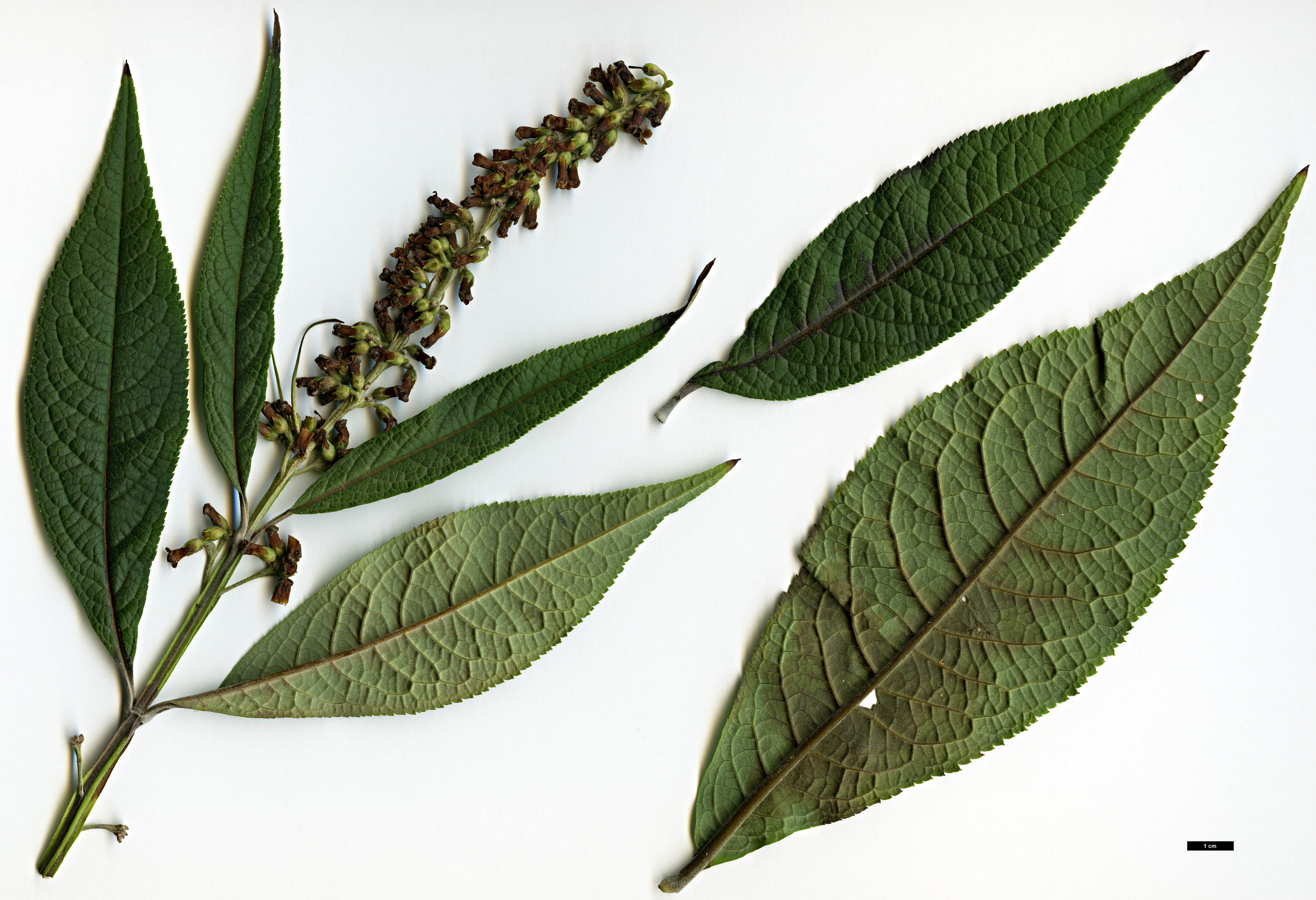 High resolution image: Family: Scrophulariaceae - Genus: Buddleja - Taxon: limitanea