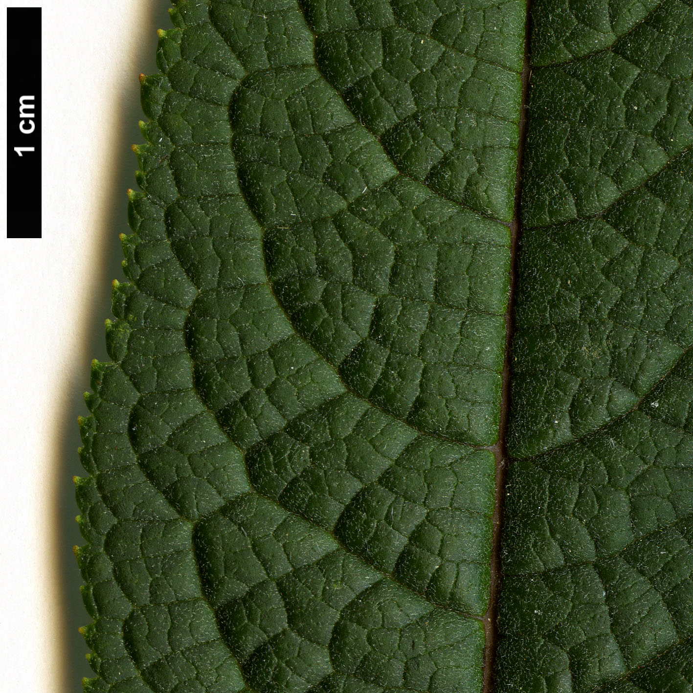 High resolution image: Family: Scrophulariaceae - Genus: Buddleja - Taxon: limitanea