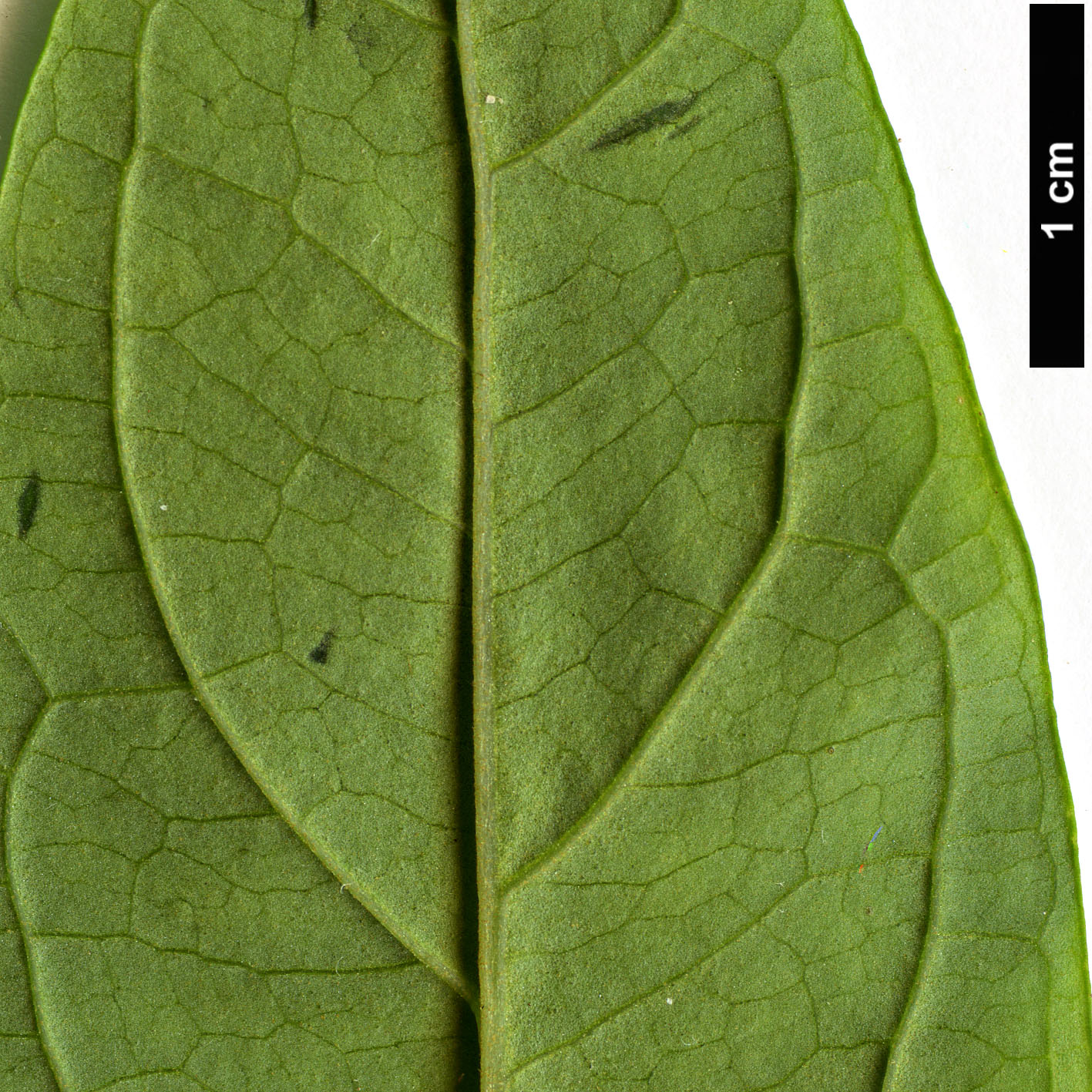 High resolution image: Family: Scrophulariaceae - Genus: Buddleja - Taxon: lindleyana