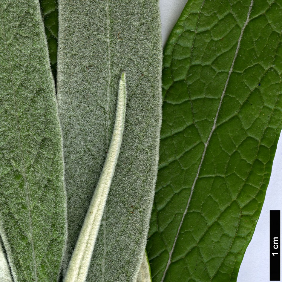 High resolution image: Family: Scrophulariaceae - Genus: Buddleja - Taxon: longiflora