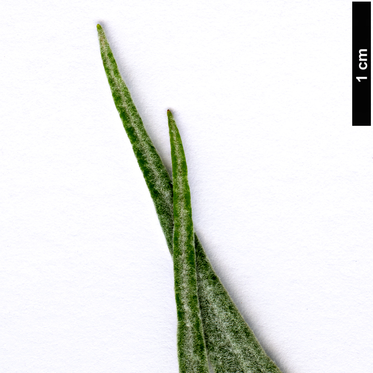 High resolution image: Family: Scrophulariaceae - Genus: Buddleja - Taxon: longiflora