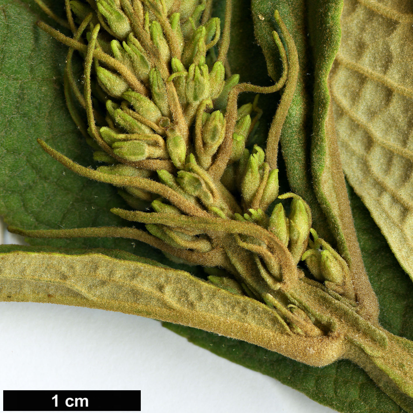 High resolution image: Family: Scrophulariaceae - Genus: Buddleja - Taxon: macrostachya