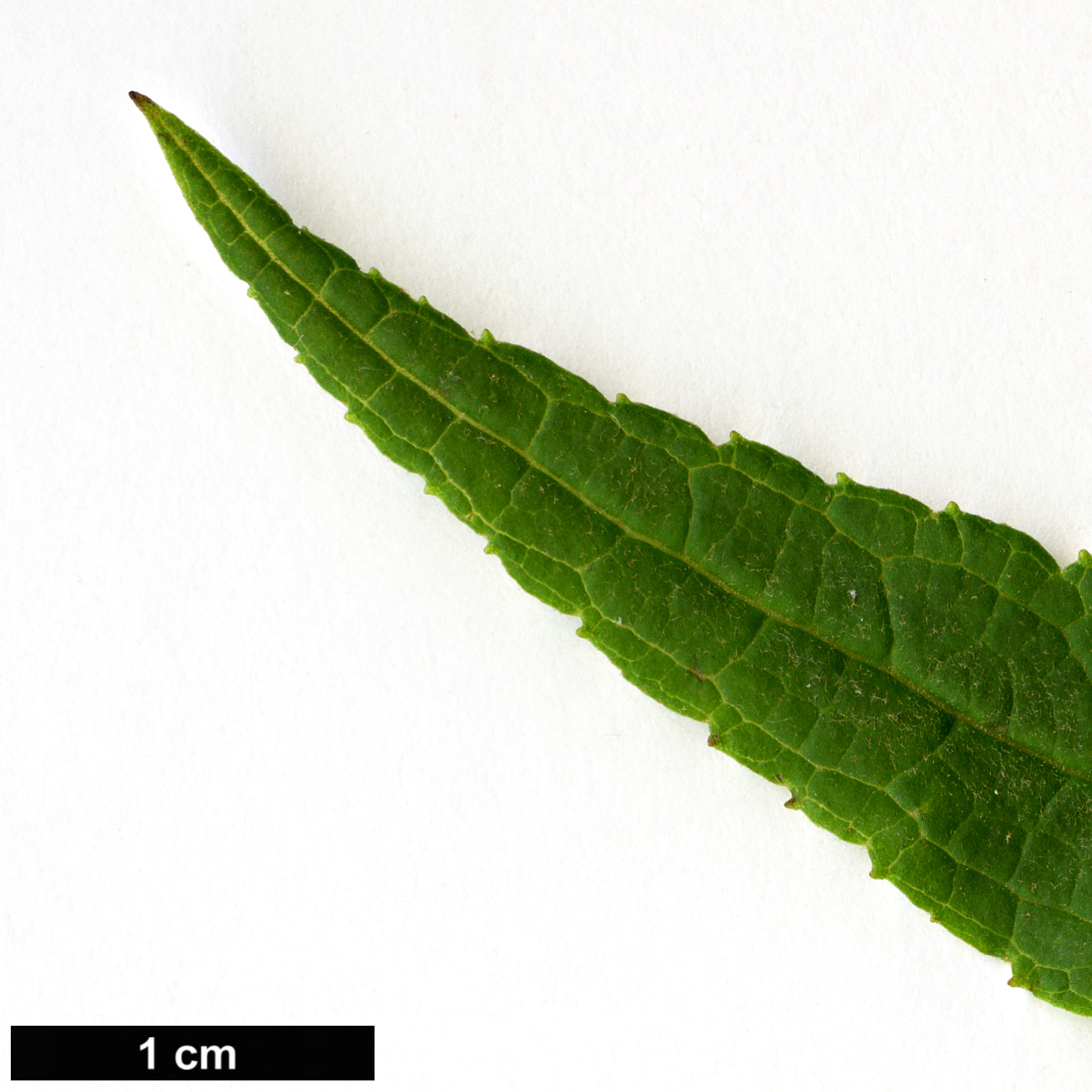 High resolution image: Family: Scrophulariaceae - Genus: Buddleja - Taxon: macrostachya