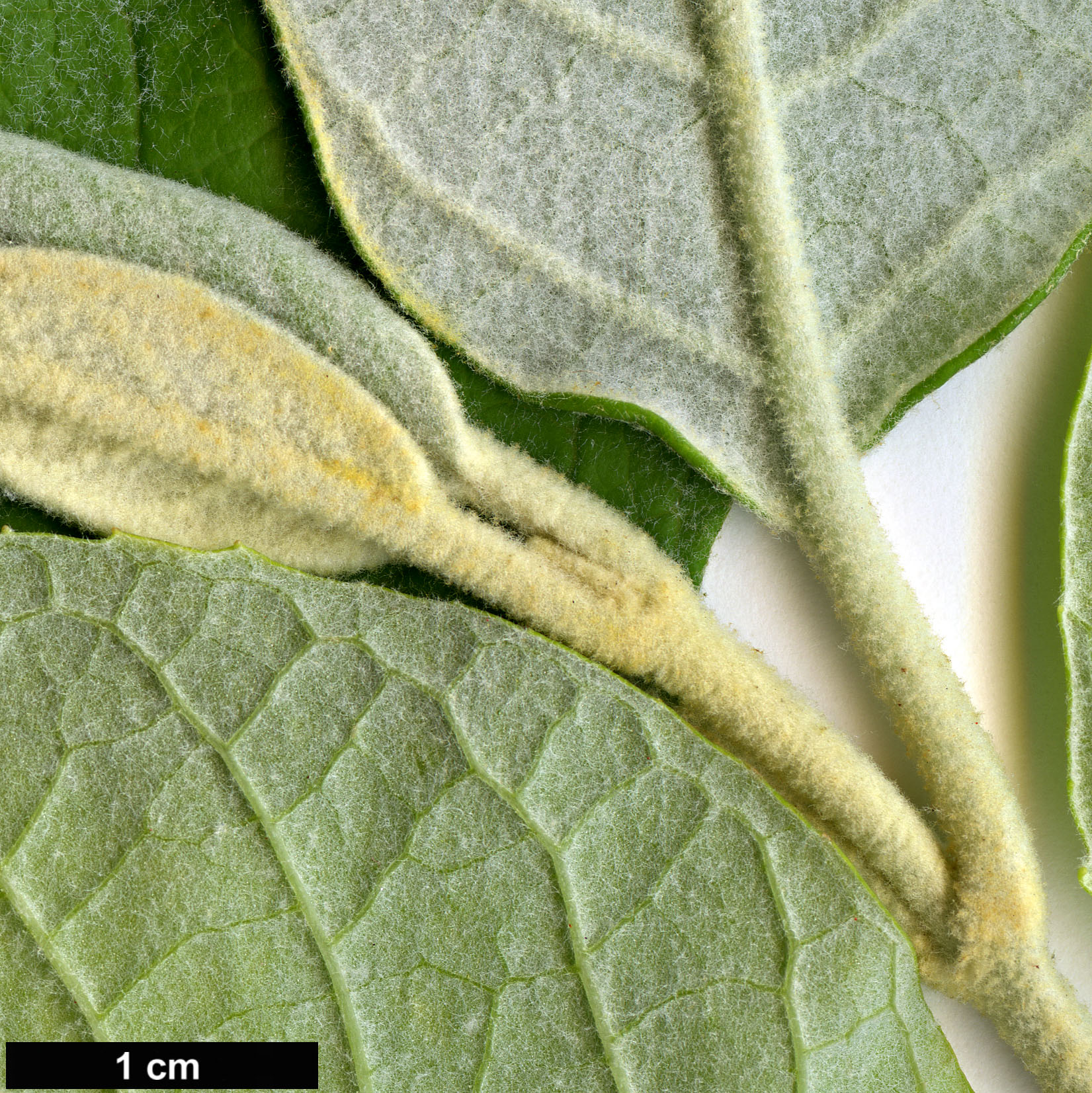 High resolution image: Family: Scrophulariaceae - Genus: Buddleja - Taxon: madagascariensis