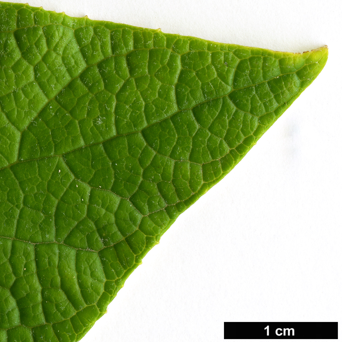 High resolution image: Family: Scrophulariaceae - Genus: Buddleja - Taxon: madagascariensis