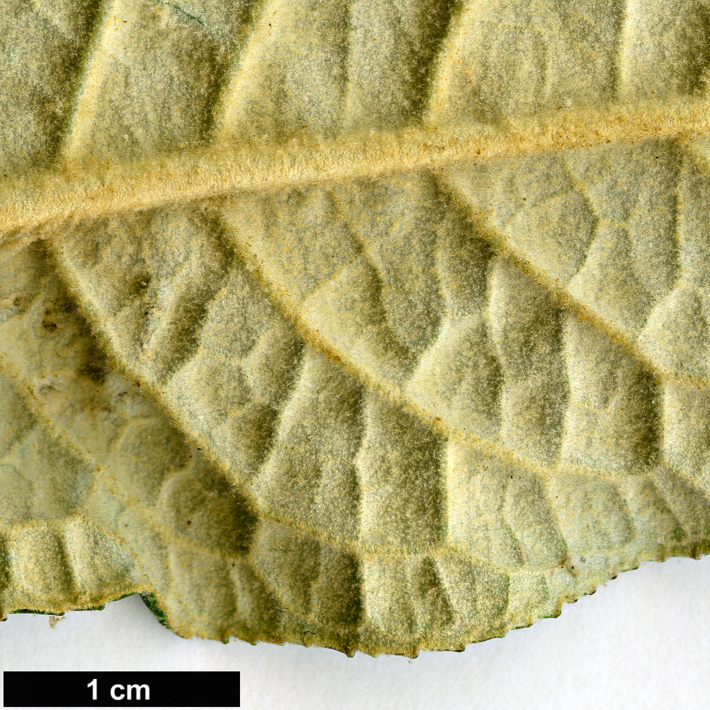 High resolution image: Family: Scrophulariaceae - Genus: Buddleja - Taxon: megalocephala