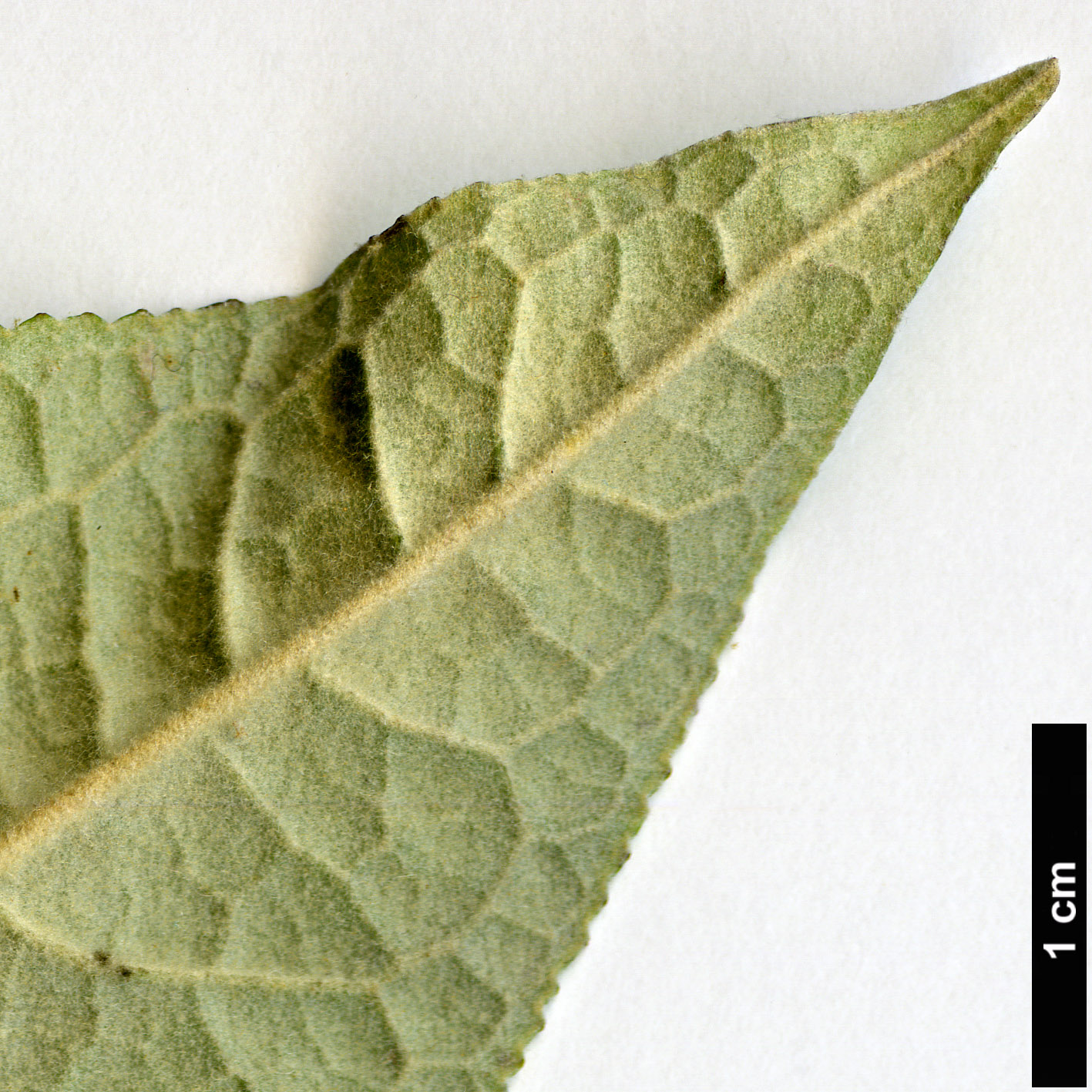 High resolution image: Family: Scrophulariaceae - Genus: Buddleja - Taxon: megalocephala