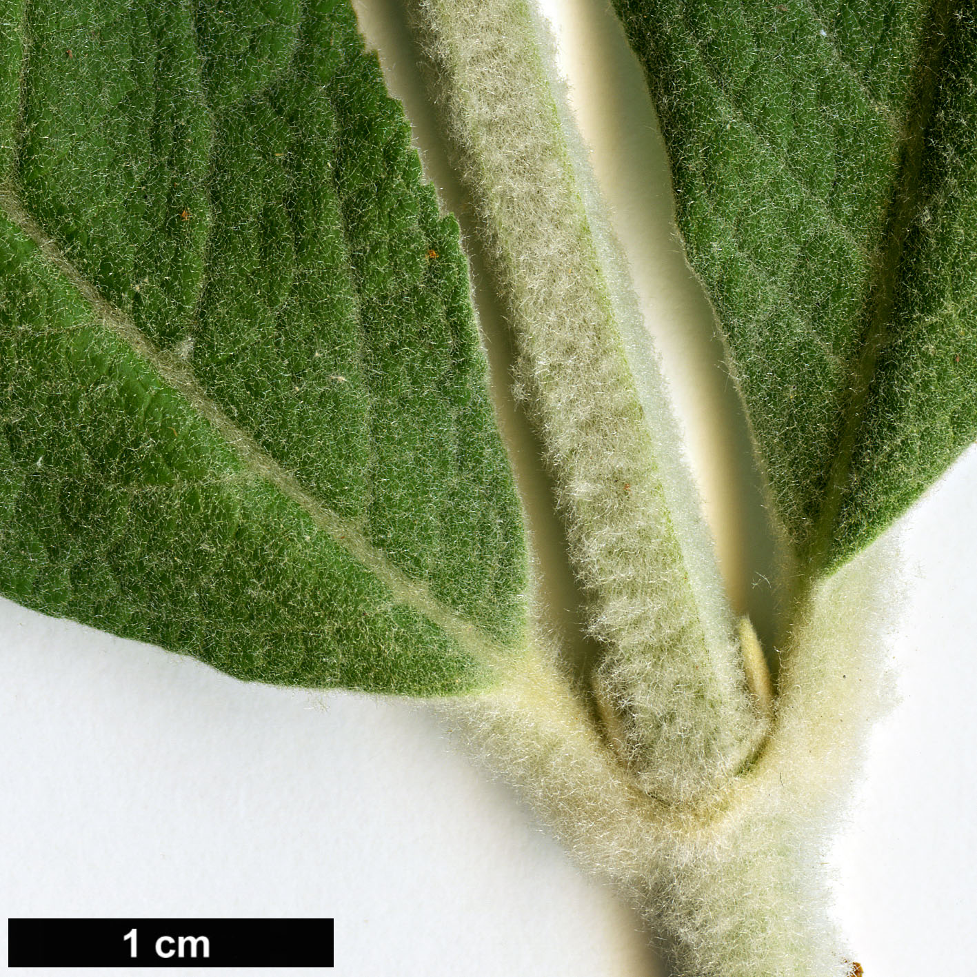 High resolution image: Family: Scrophulariaceae - Genus: Buddleja - Taxon: nivea