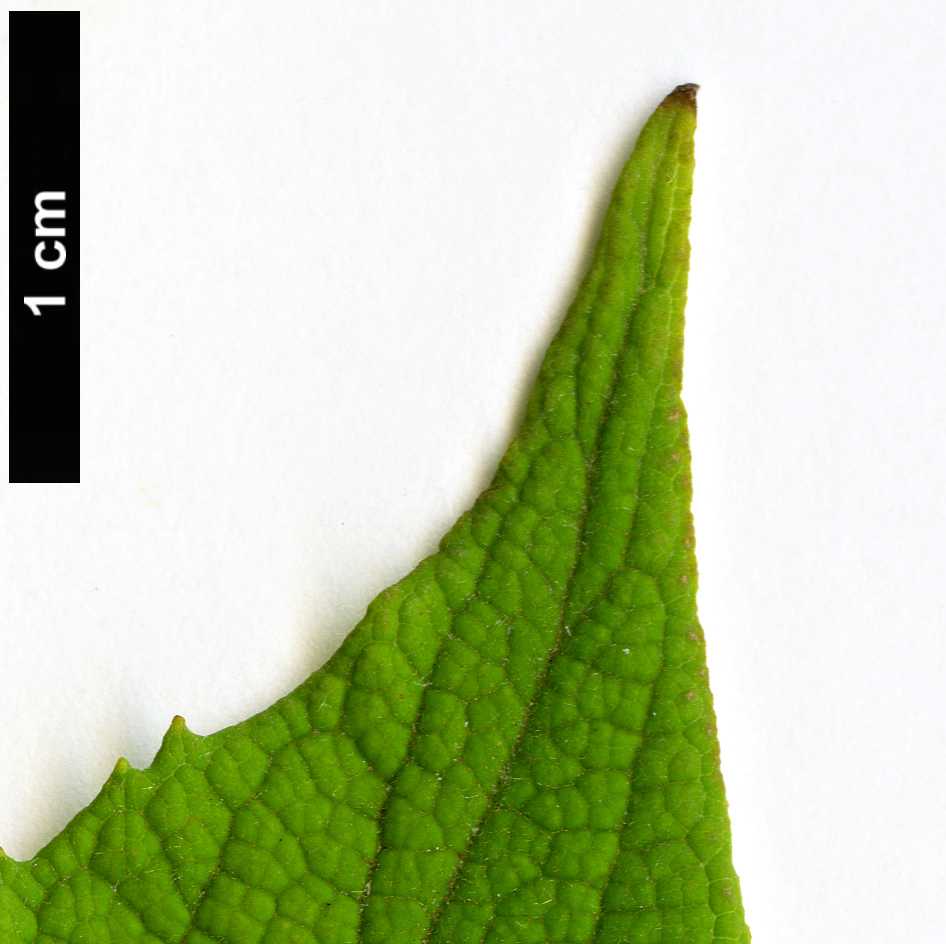 High resolution image: Family: Scrophulariaceae - Genus: Buddleja - Taxon: officinalis