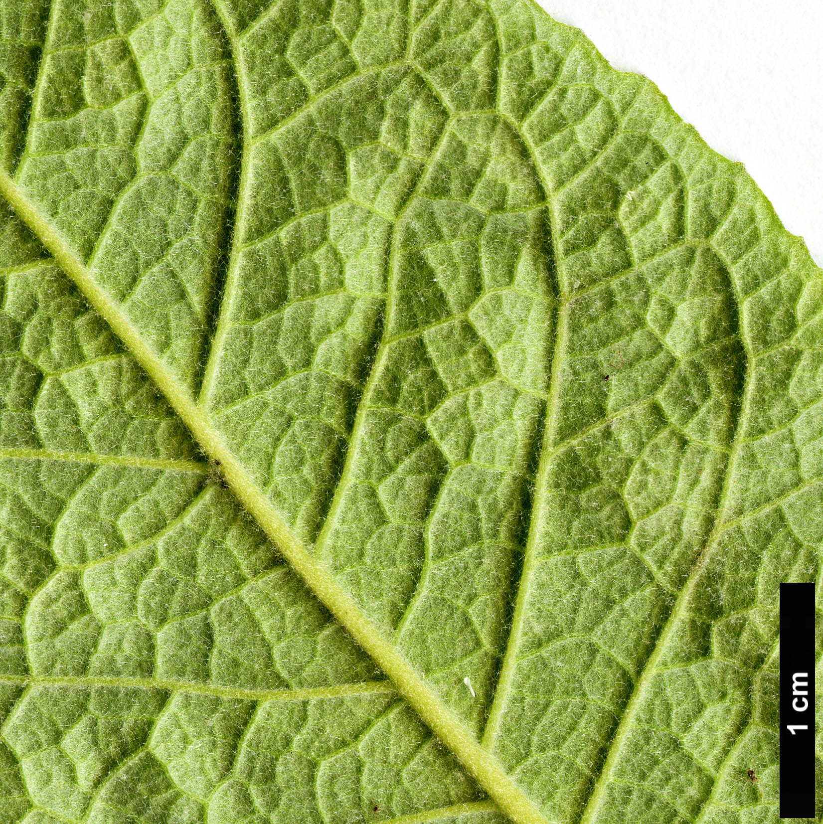 High resolution image: Family: Scrophulariaceae - Genus: Buddleja - Taxon: officinalis