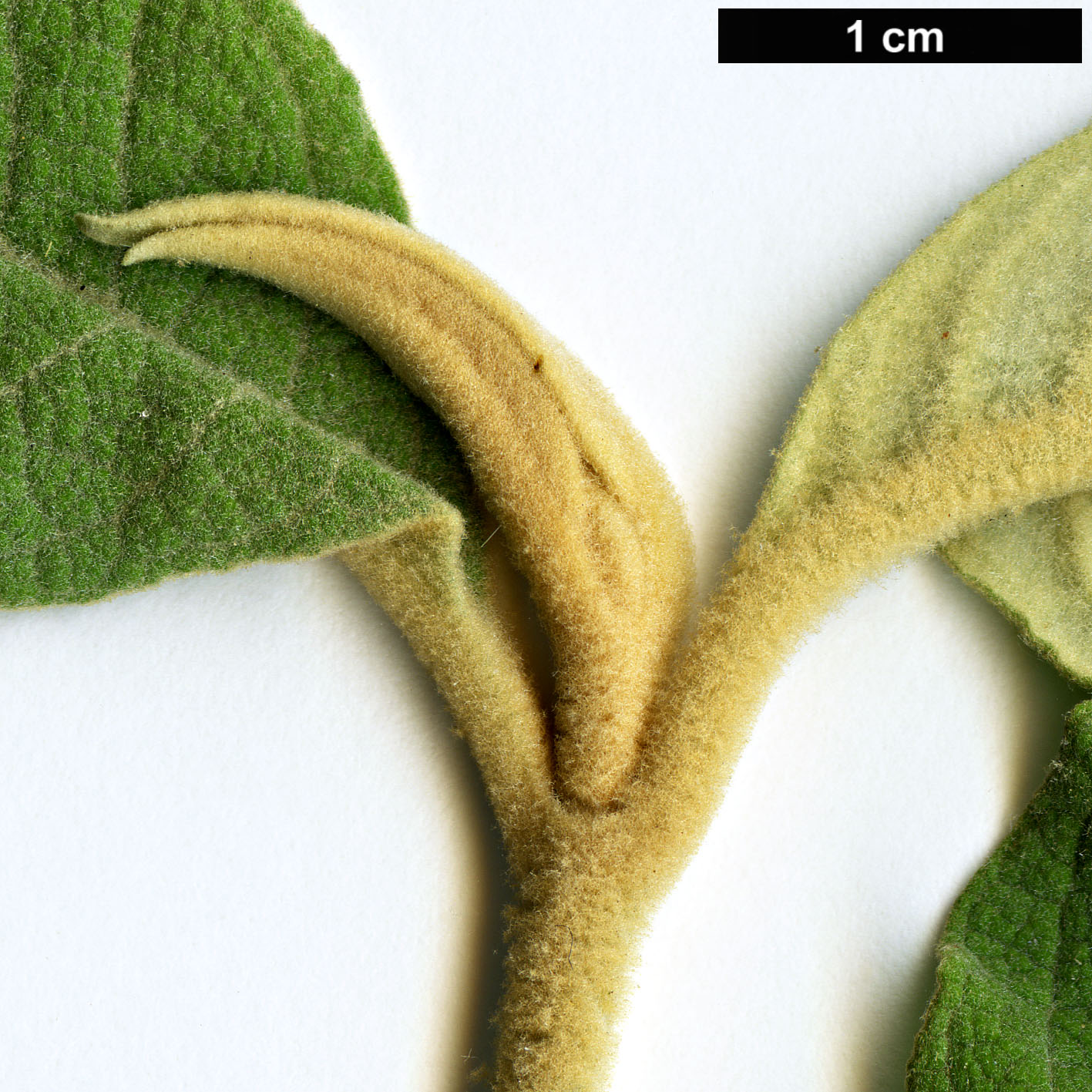 High resolution image: Family: Scrophulariaceae - Genus: Buddleja - Taxon: paniculata
