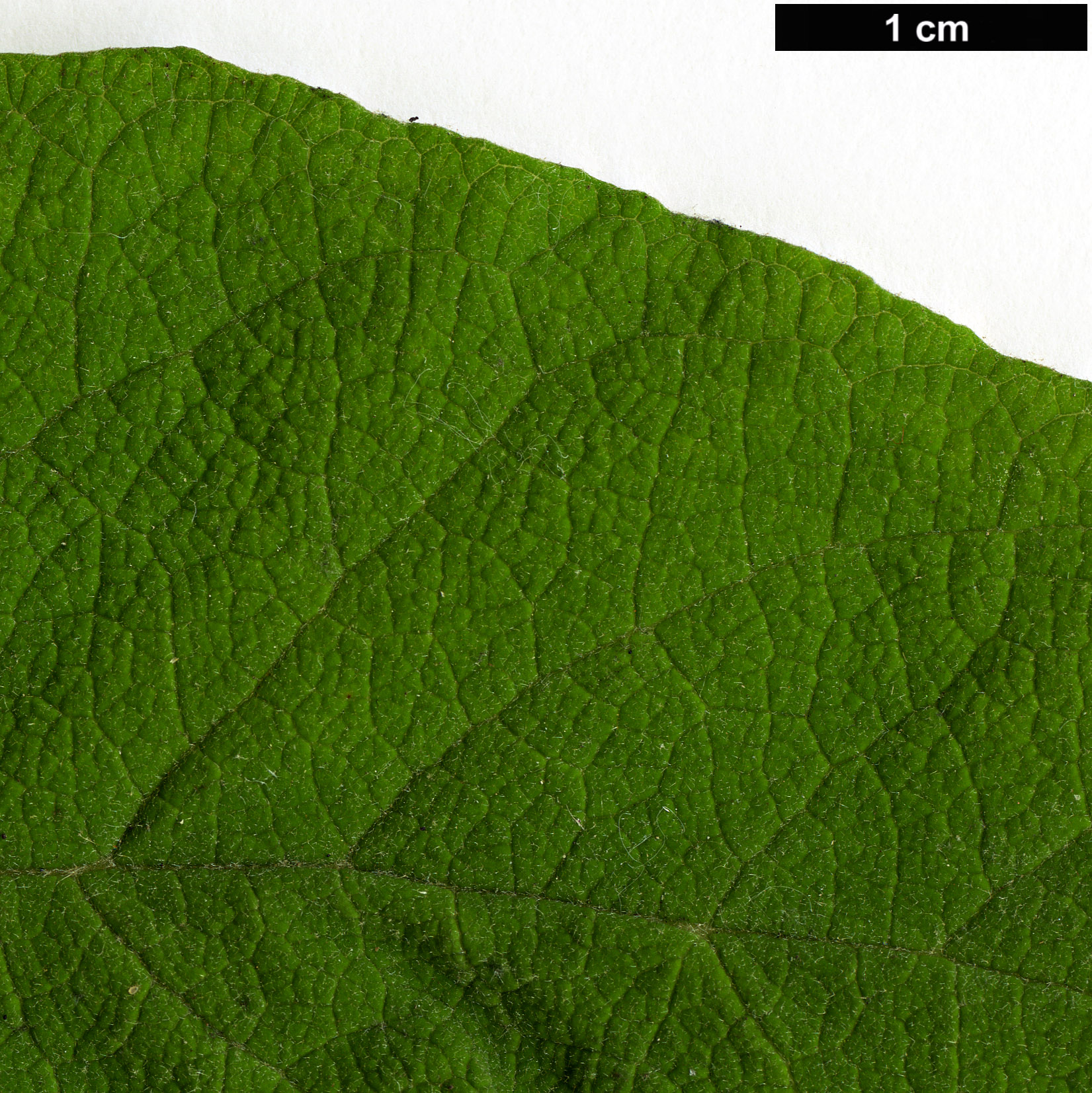 High resolution image: Family: Scrophulariaceae - Genus: Buddleja - Taxon: paniculata