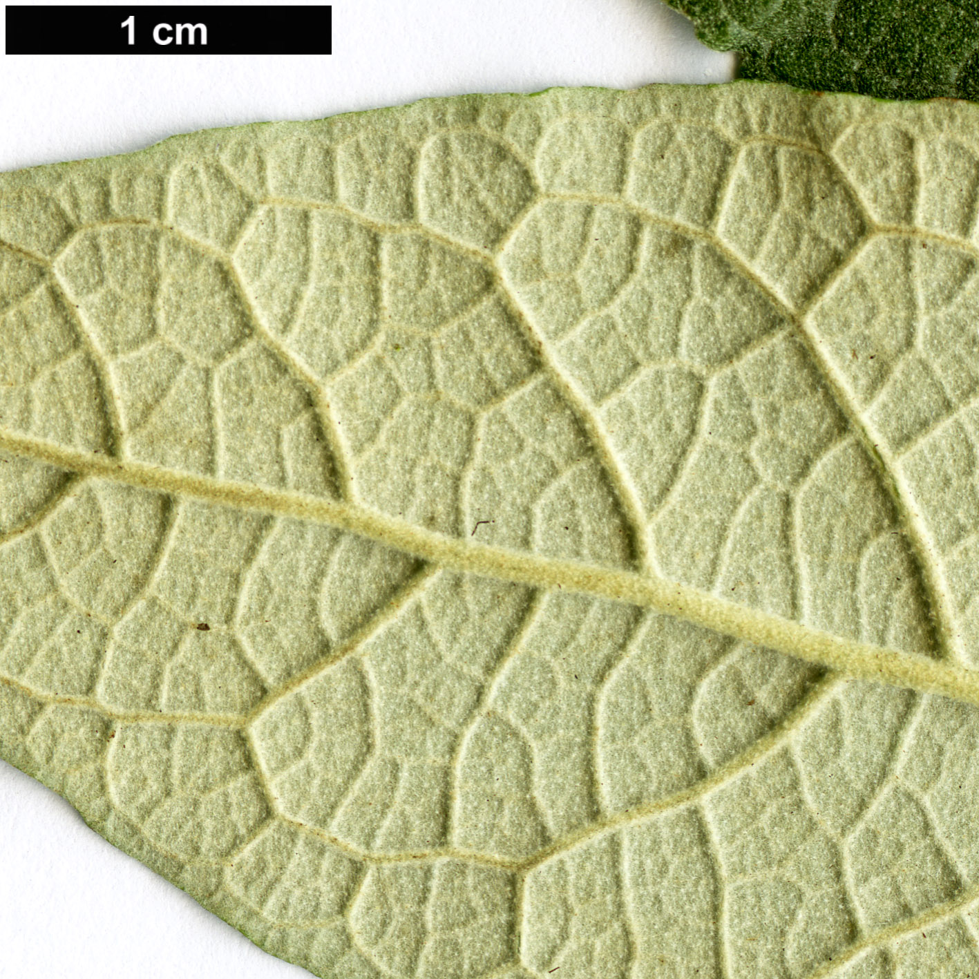 High resolution image: Family: Scrophulariaceae - Genus: Buddleja - Taxon: parviflora