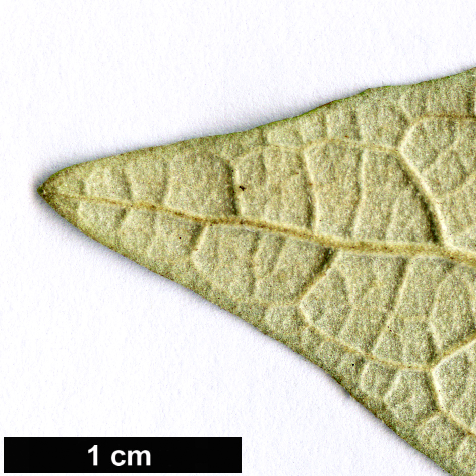 High resolution image: Family: Scrophulariaceae - Genus: Buddleja - Taxon: parviflora