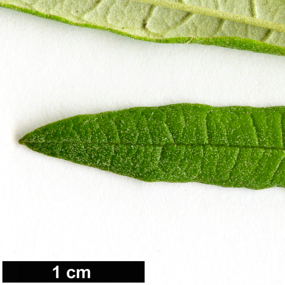 High resolution image: Family: Scrophulariaceae - Genus: Buddleja - Taxon: saligna