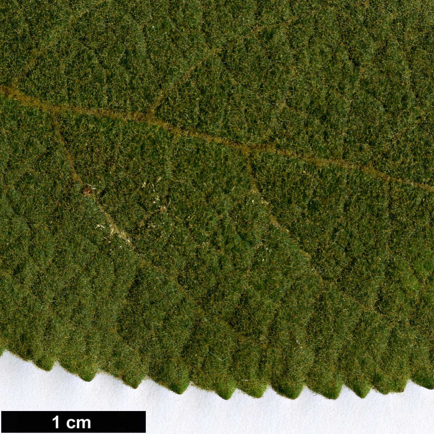High resolution image: Family: Scrophulariaceae - Genus: Buddleja - Taxon: sessiliflora