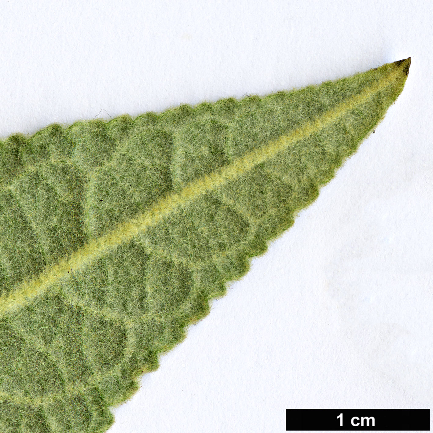 High resolution image: Family: Scrophulariaceae - Genus: Buddleja - Taxon: sessiliflora