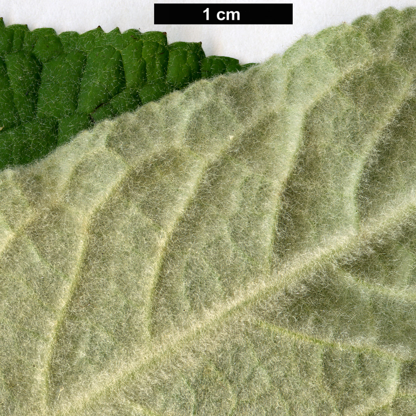 High resolution image: Family: Scrophulariaceae - Genus: Buddleja - Taxon: stenostachya