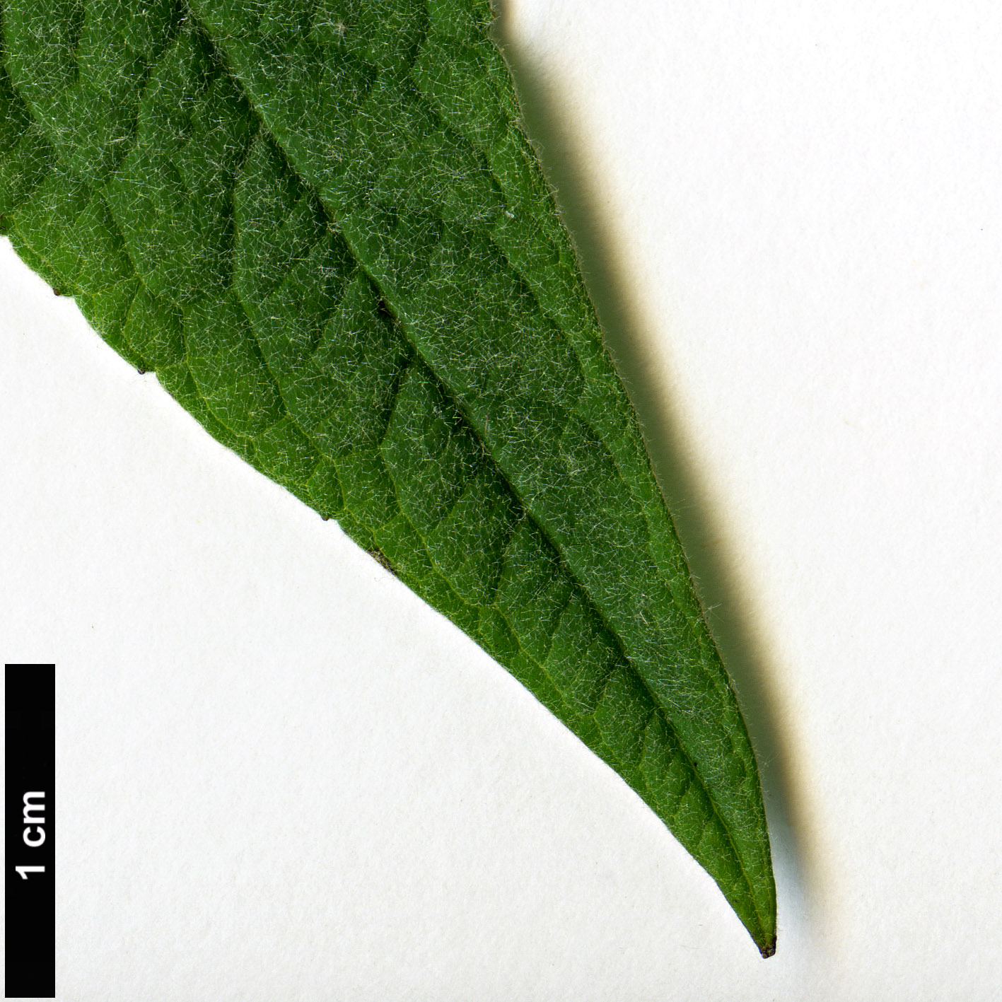 High resolution image: Family: Scrophulariaceae - Genus: Buddleja - Taxon: stenostachya
