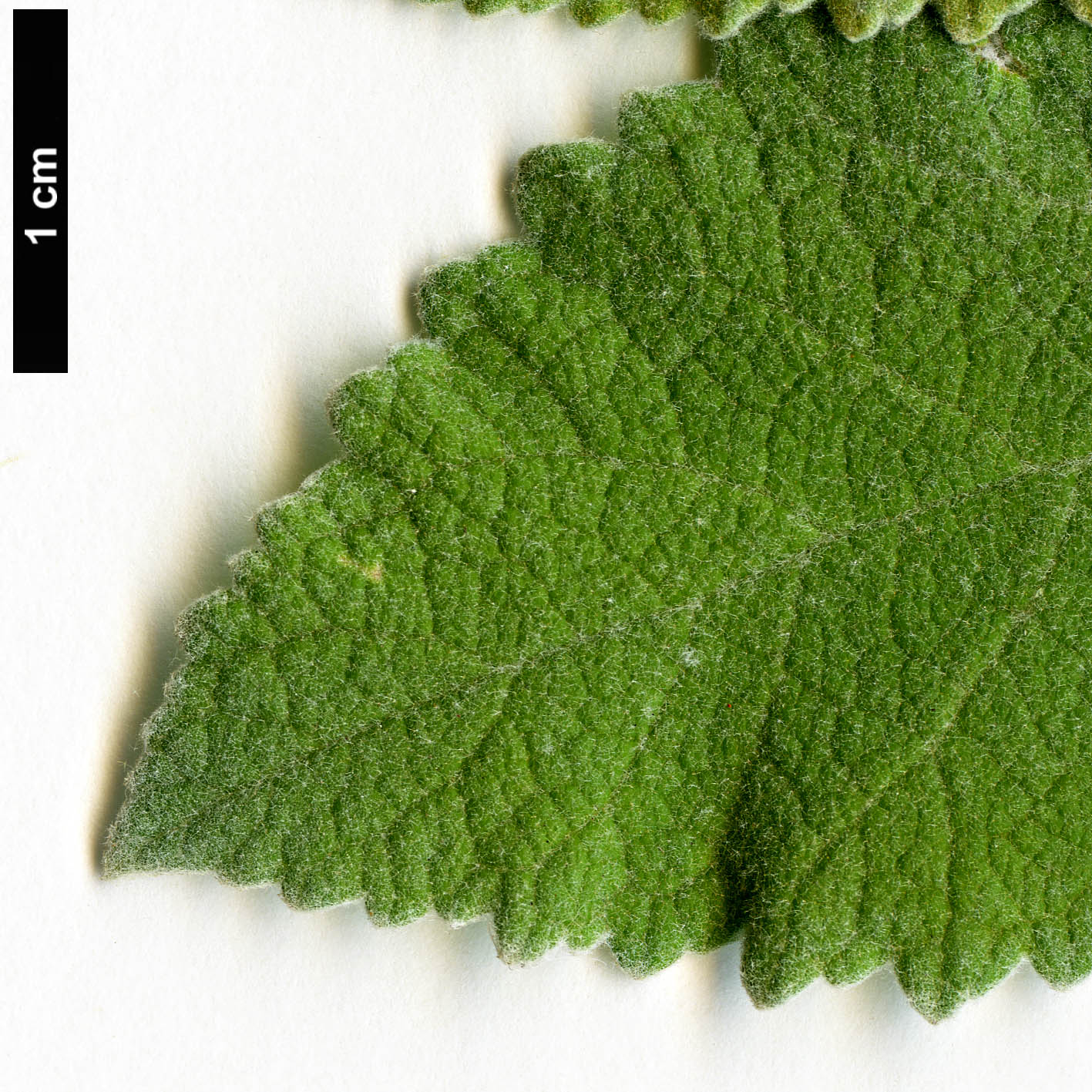 High resolution image: Family: Scrophulariaceae - Genus: Buddleja - Taxon: sterniana
