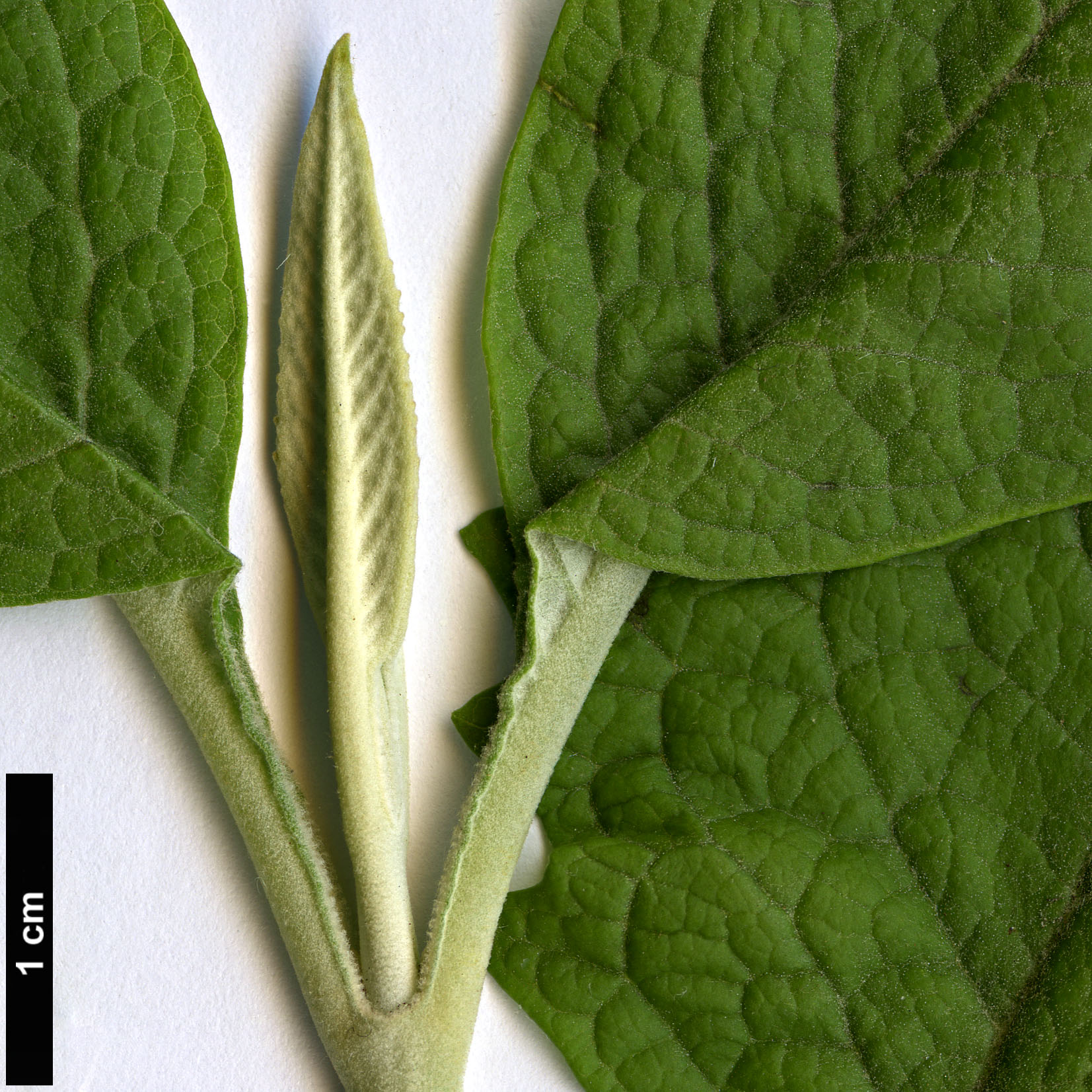 High resolution image: Family: Scrophulariaceae - Genus: Buddleja - Taxon: tucumanensis