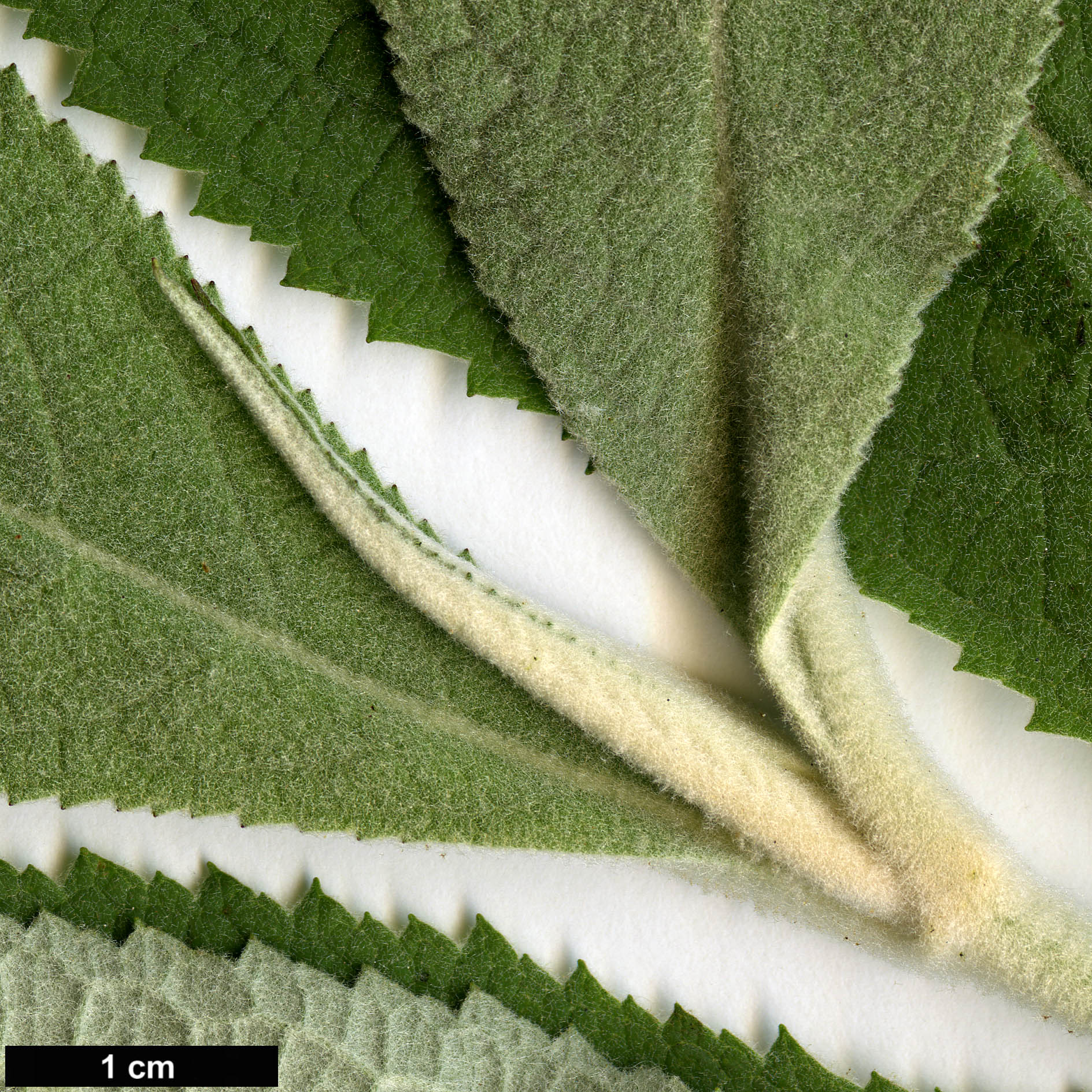 High resolution image: Family: Scrophulariaceae - Genus: Buddleja - Taxon: yunnanensis