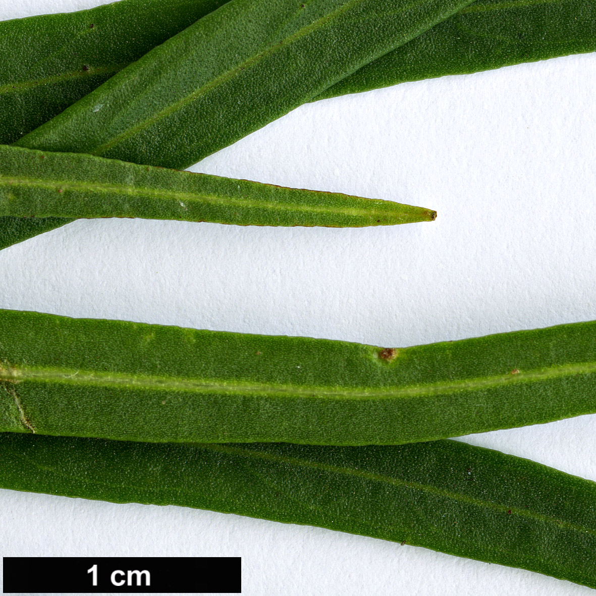 High resolution image: Family: Scrophulariaceae - Genus: Freylinia - Taxon: lanceolata