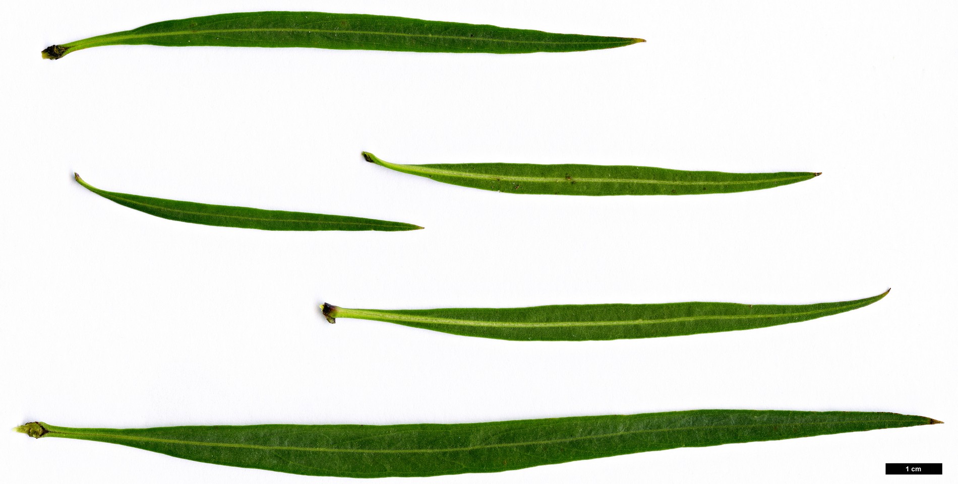 High resolution image: Family: Scrophulariaceae - Genus: Freylinia - Taxon: lanceolata