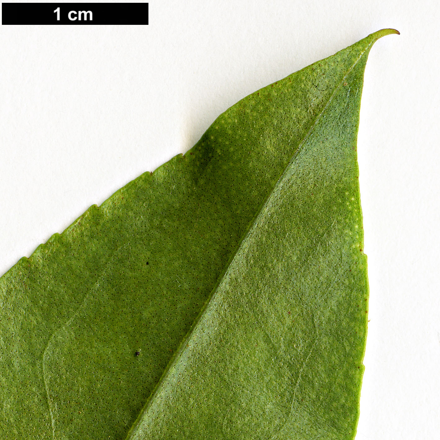 High resolution image: Family: Scrophulariaceae - Genus: Myoporum - Taxon: laetum