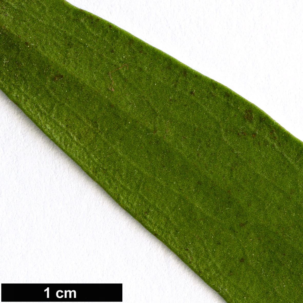 High resolution image: Family: Scrophulariaceae - Genus: Myoporum - Taxon: montanum