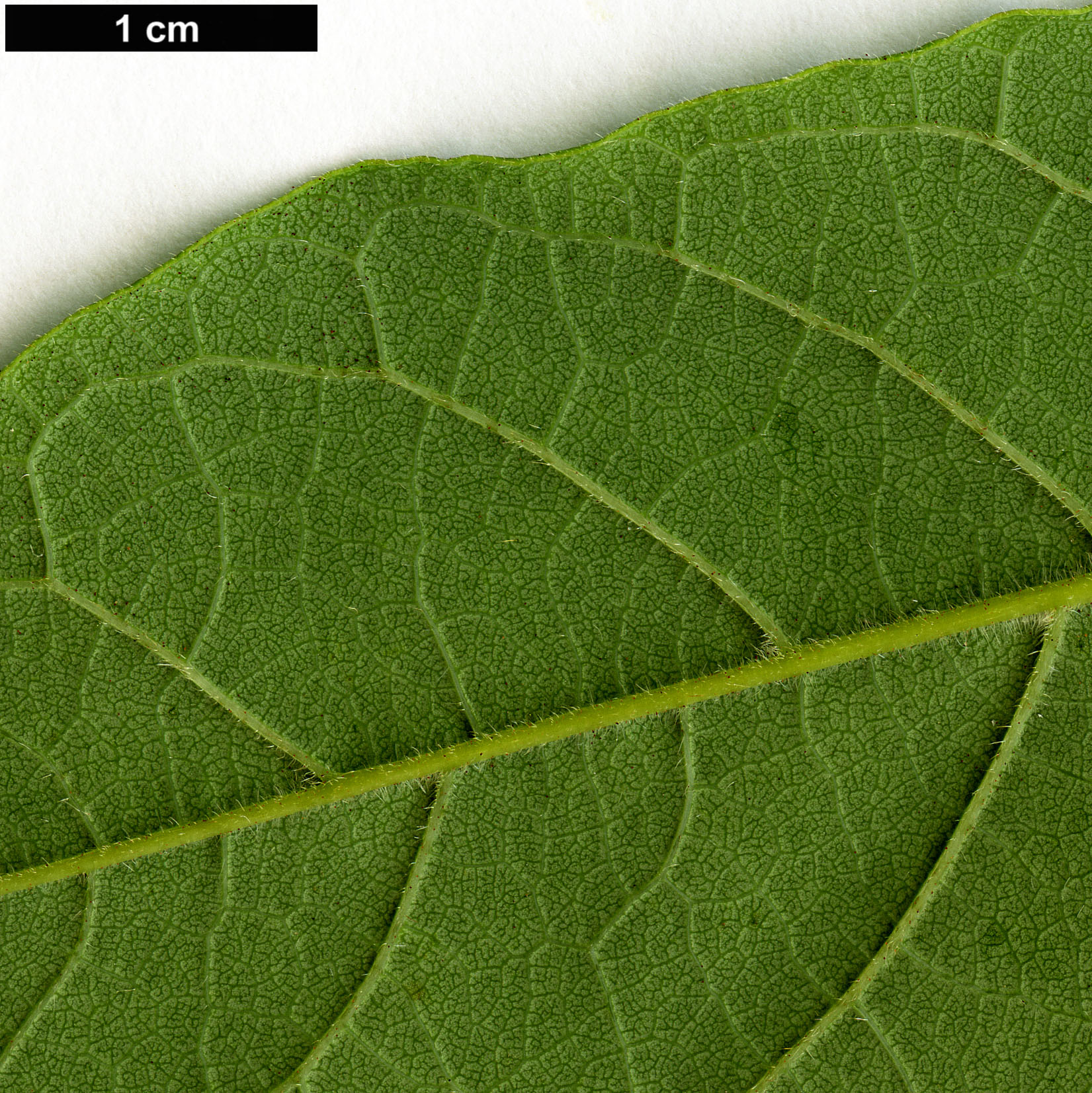 High resolution image: Family: Simaroubaceae - Genus: Ailanthus - Taxon: vilmoriniana