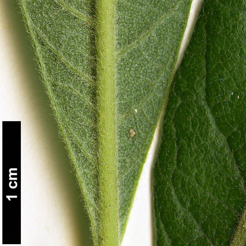High resolution image: Family: Simaroubaceae - Genus: Leitneria - Taxon: floridana