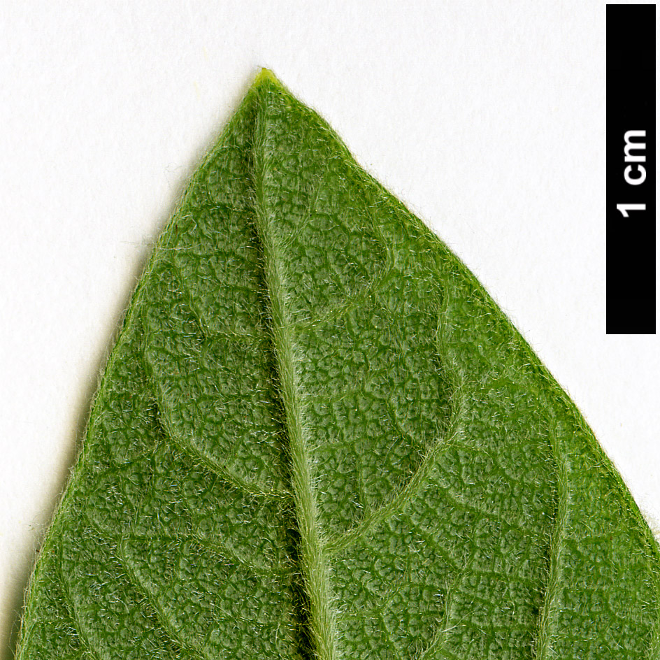 High resolution image: Family: Simaroubaceae - Genus: Leitneria - Taxon: floridana