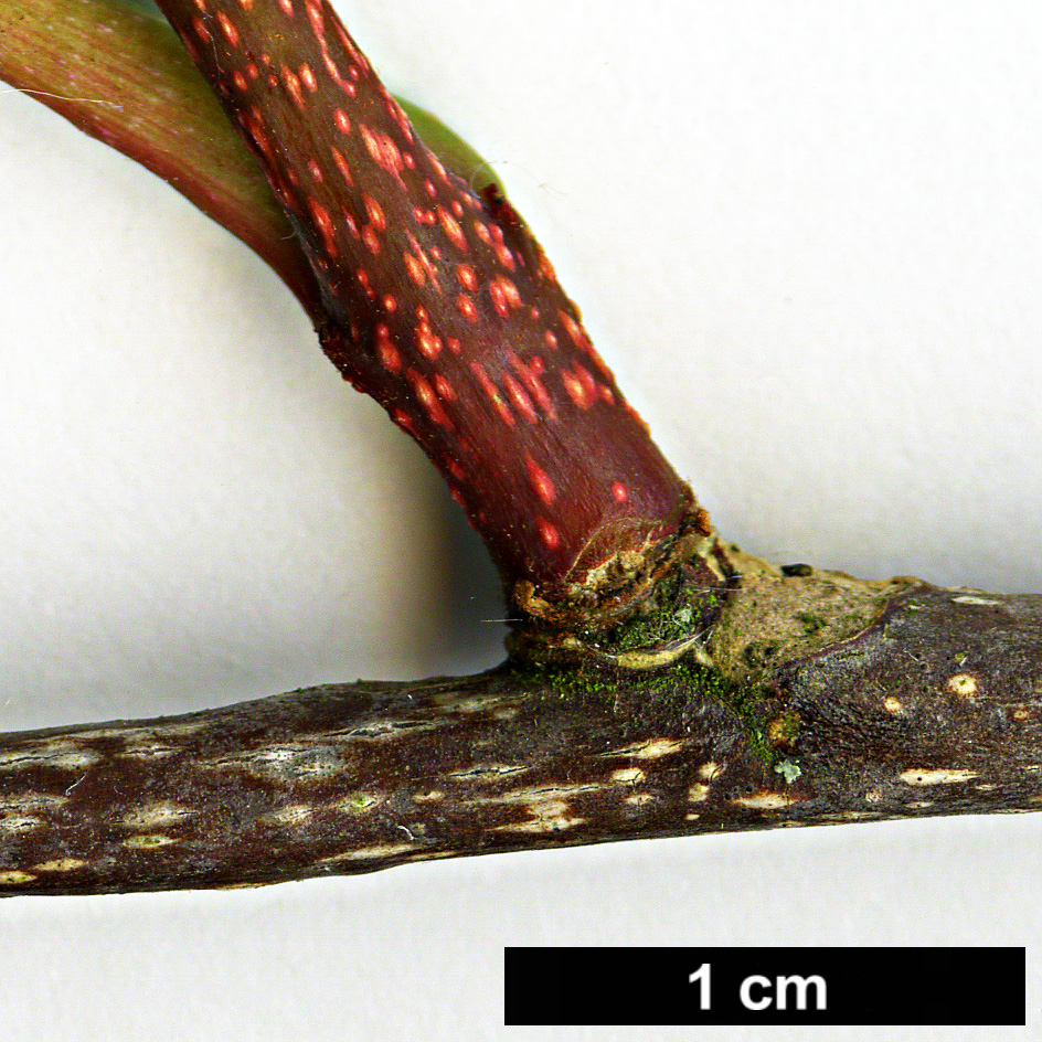 High resolution image: Family: Simaroubaceae - Genus: Picrasma - Taxon: quassioides