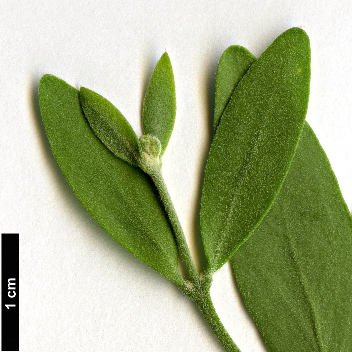 High resolution image: Family: Simmondsiaceae - Genus: Simmondsia - Taxon: chinensis