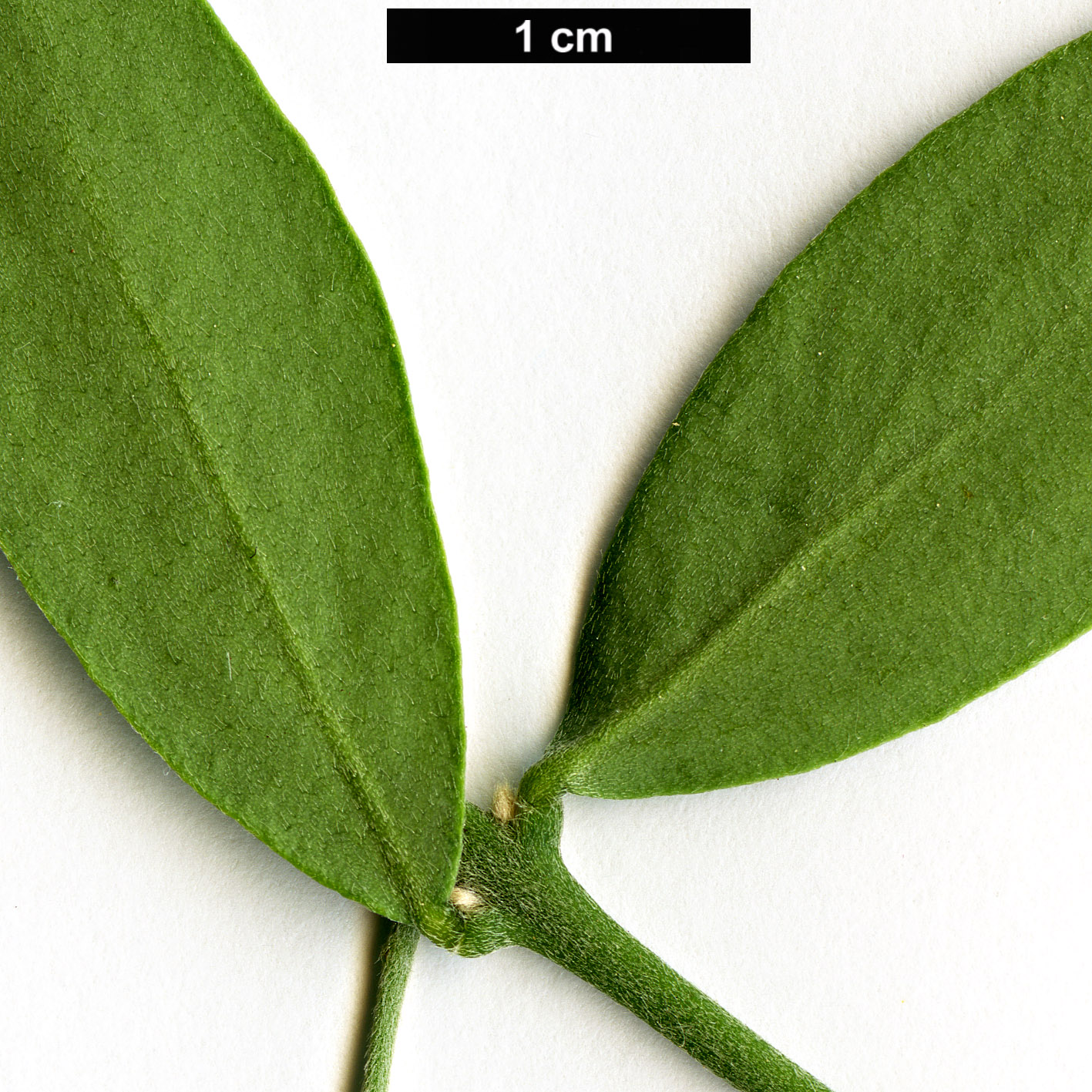 High resolution image: Family: Simmondsiaceae - Genus: Simmondsia - Taxon: chinensis